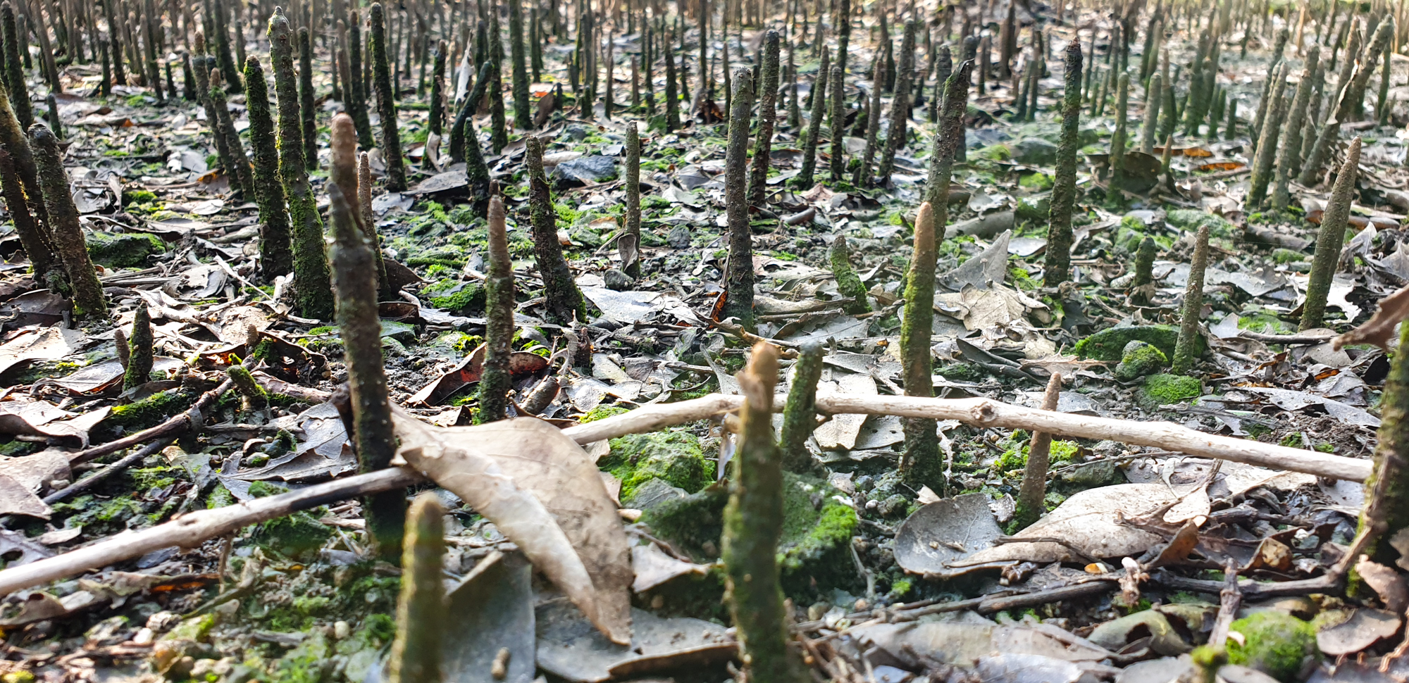 Deforestation and Mangrove Loss