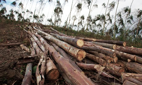 Deforestation