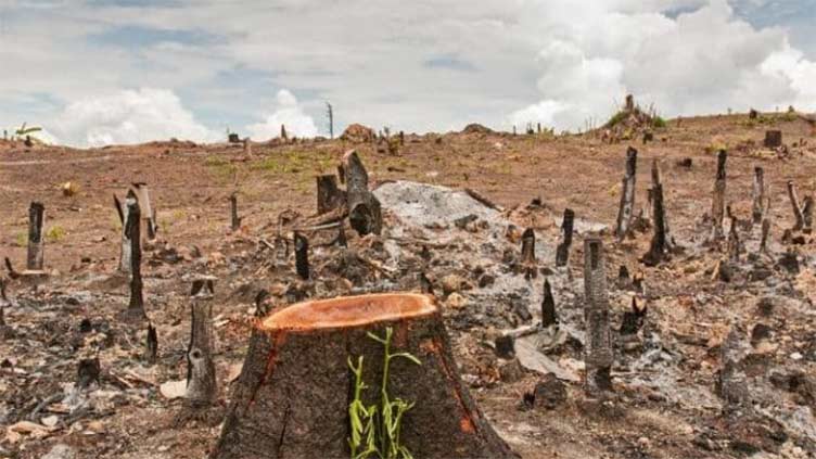Deforestation in Pakistan