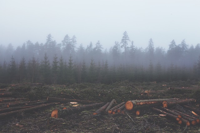 Causes of Deforestation in Pakistan
