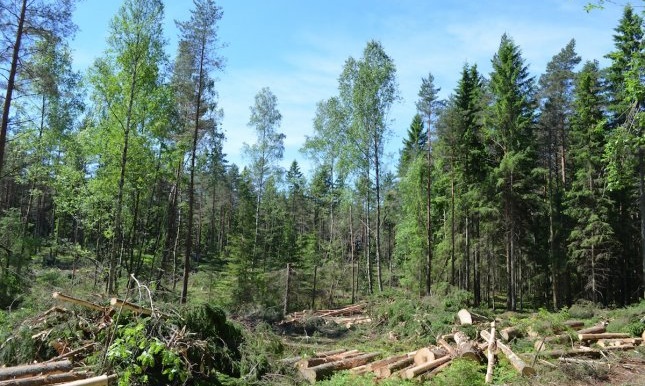 Causes and effects of deforestation in Pakistan