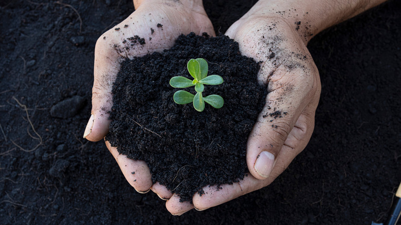 Loam soil
