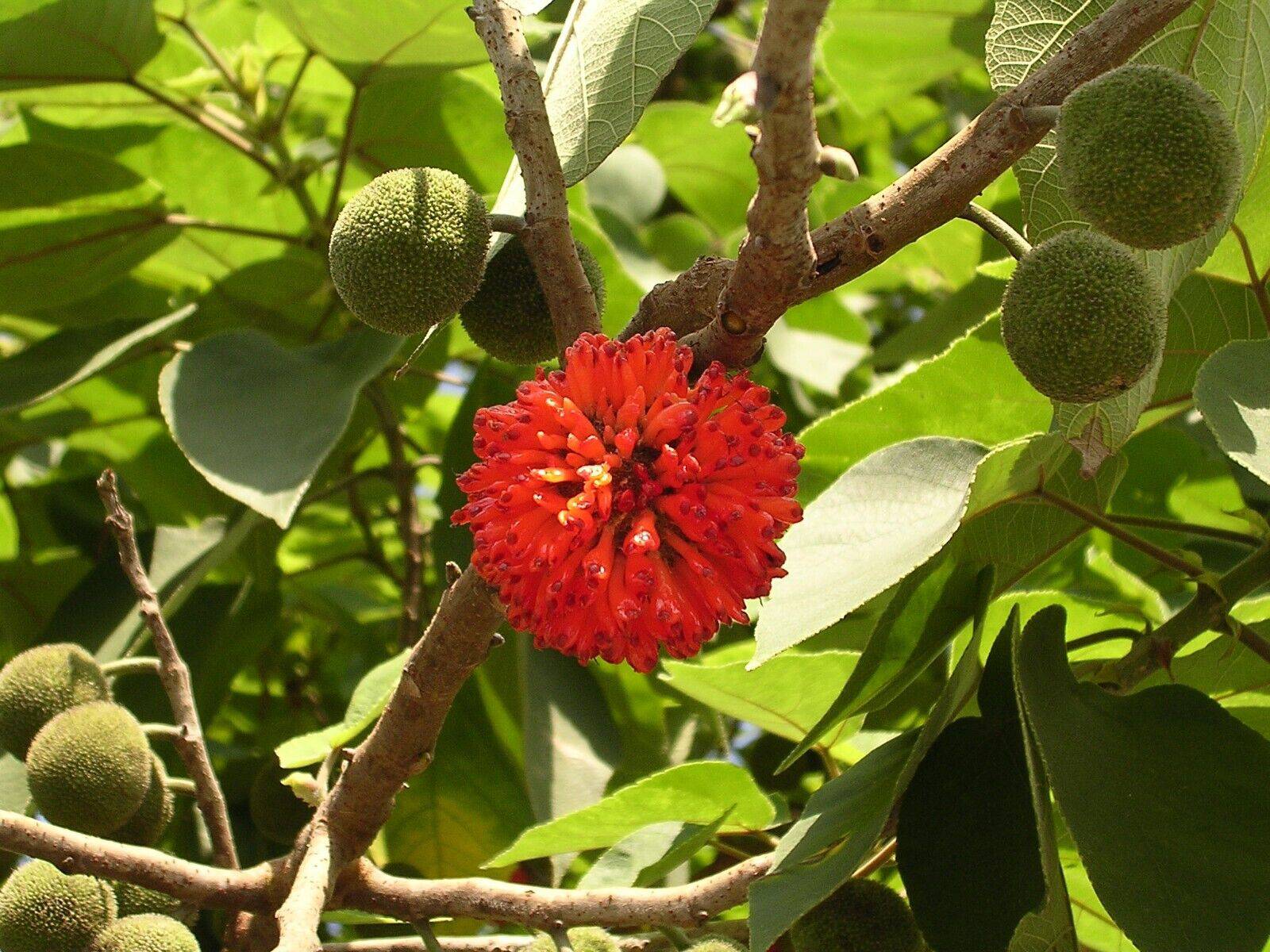 Paper Mulberry cutting of trees in Islamabad