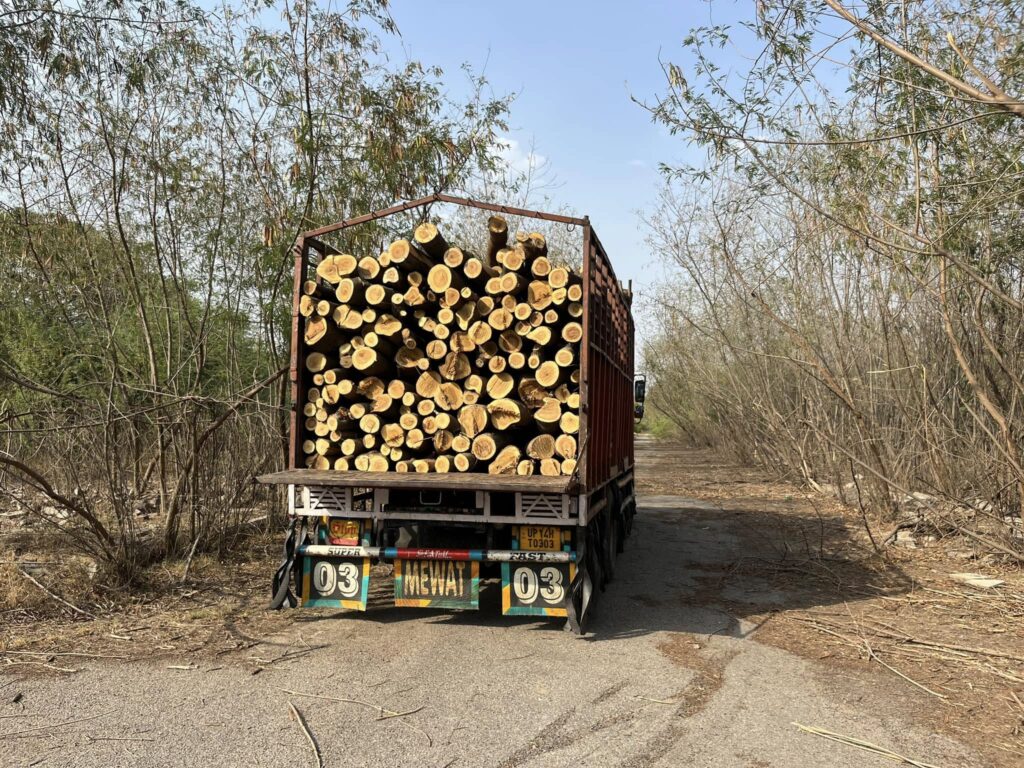 cutting of trees in islamabad