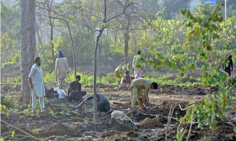 cutting of trees in islamabad