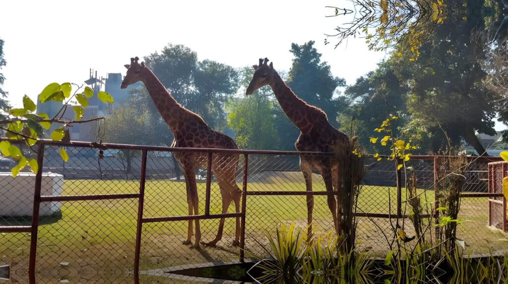 Lahore Zoo & Safari Park eid day out lahore