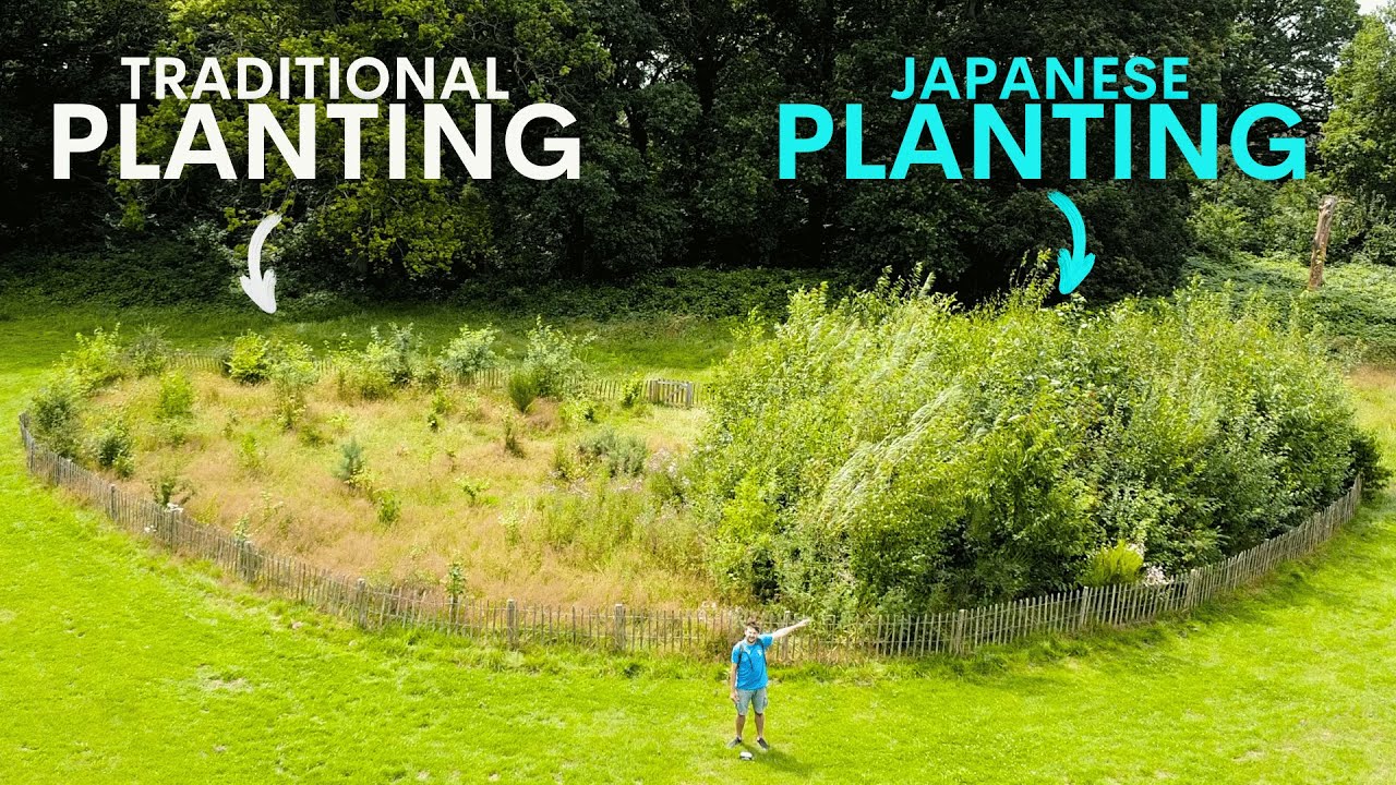 Miyawaki Forests in 2026