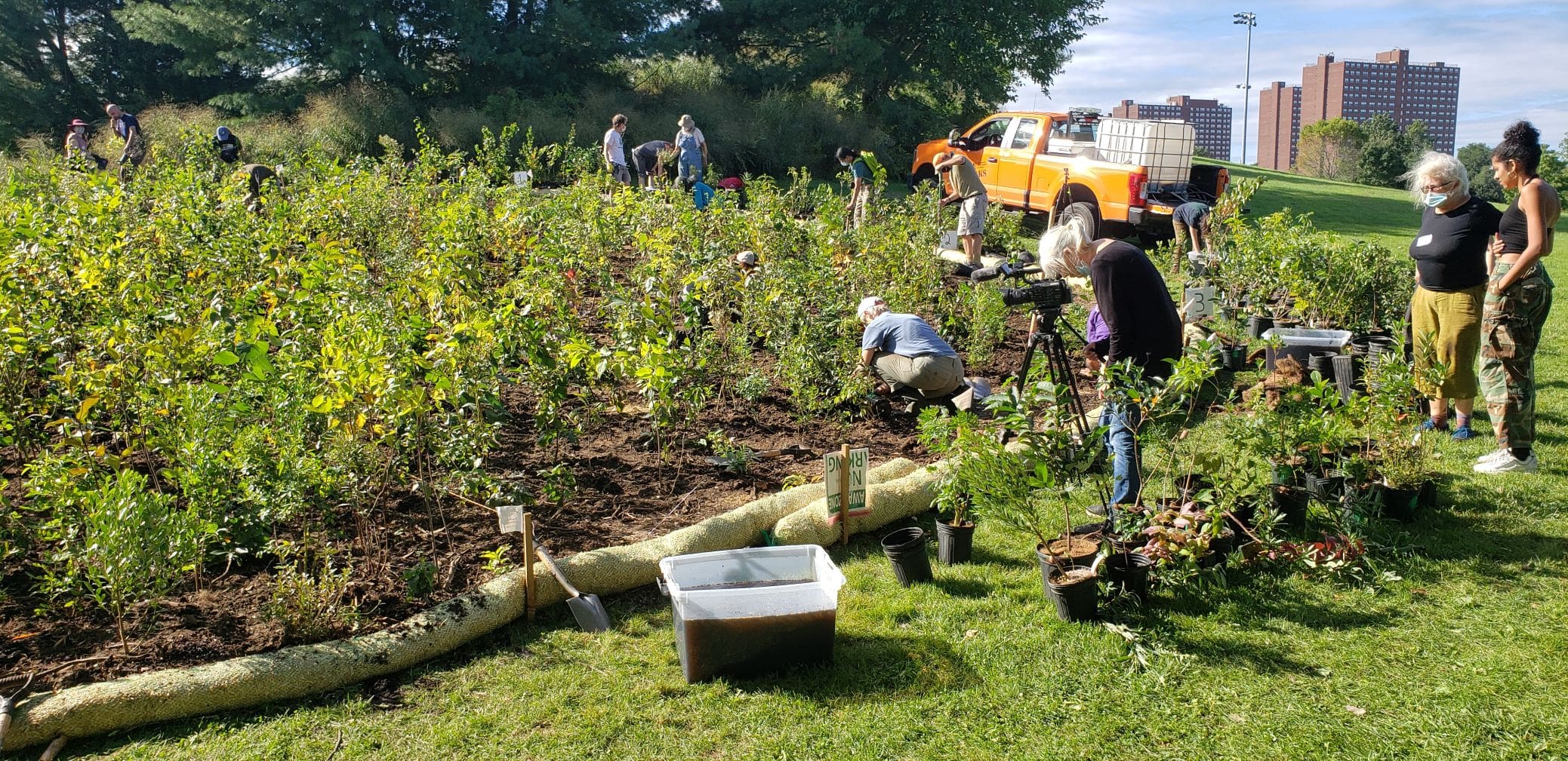Key Benefits of a Miyawaki Forest in Urban Areas