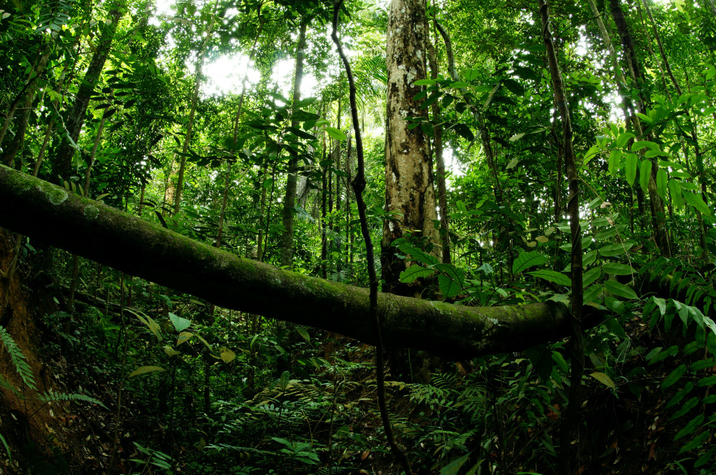 Potential Natural Vegetation