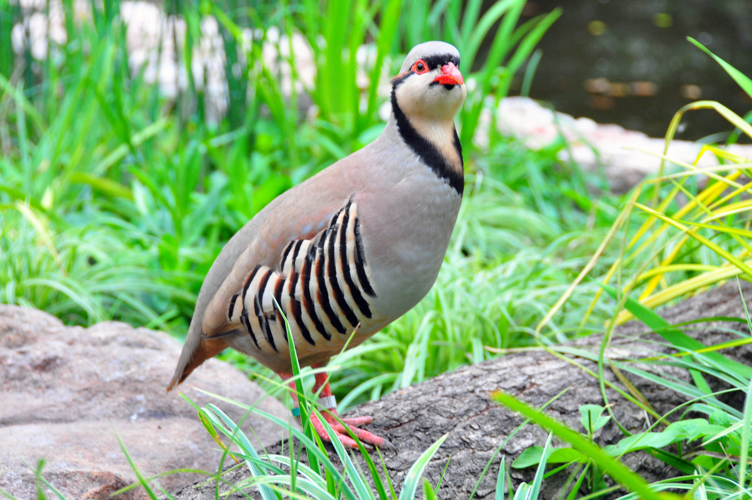 Chukarhuhn im Weltvogelpark Walsrode